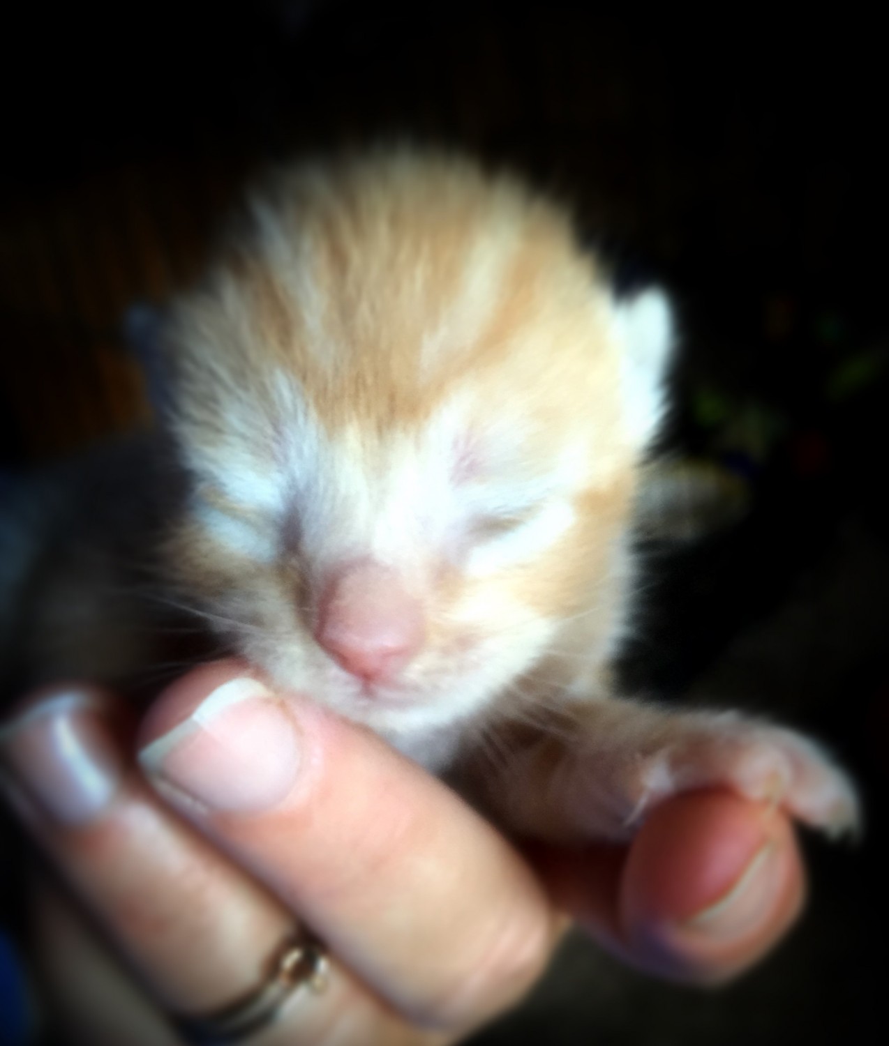 tiny kitten