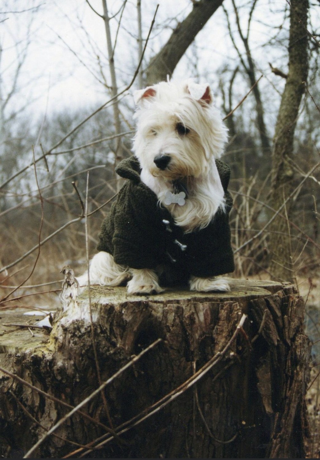 White dog in dark green jacket