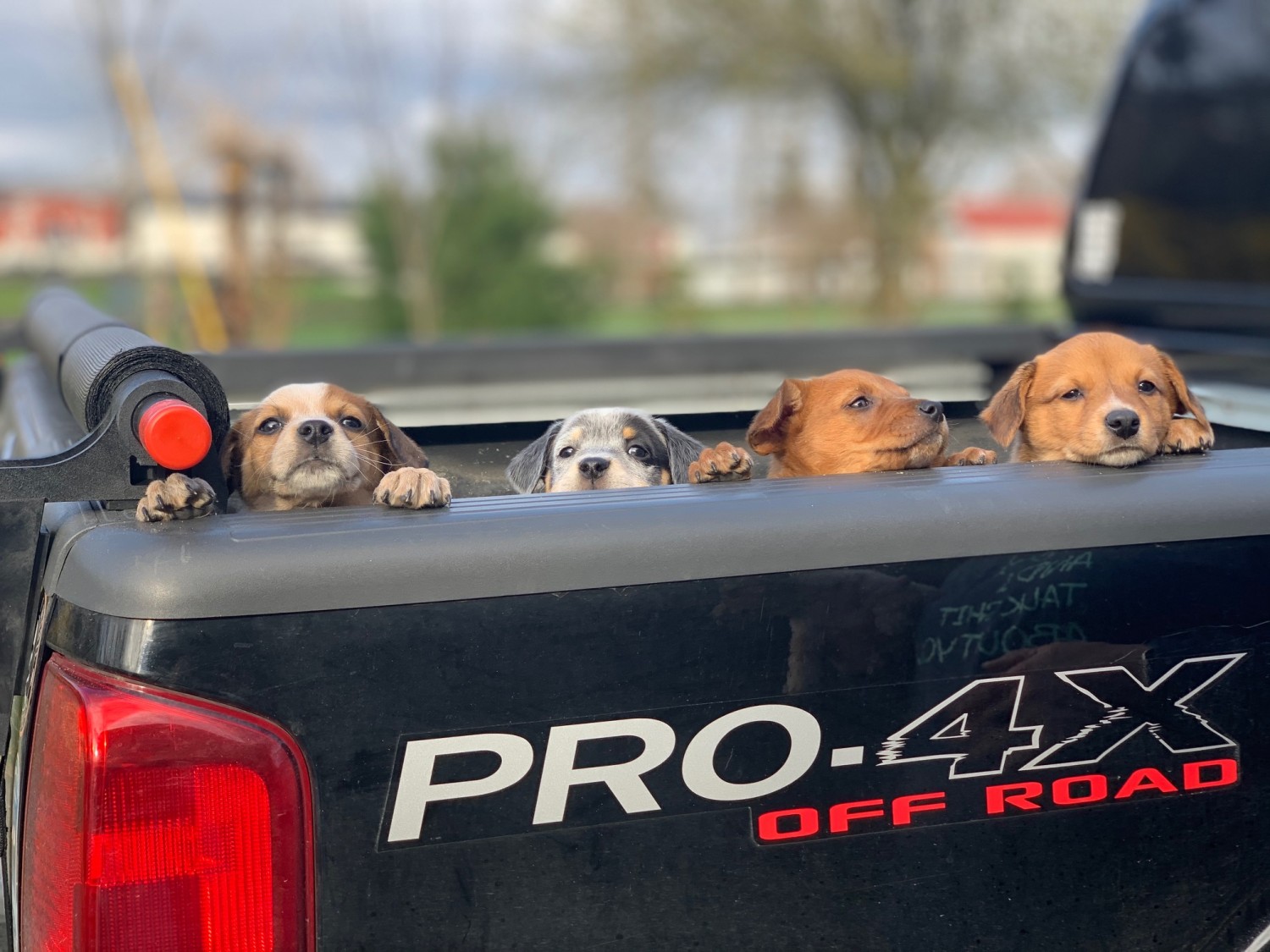Puppies in a truck