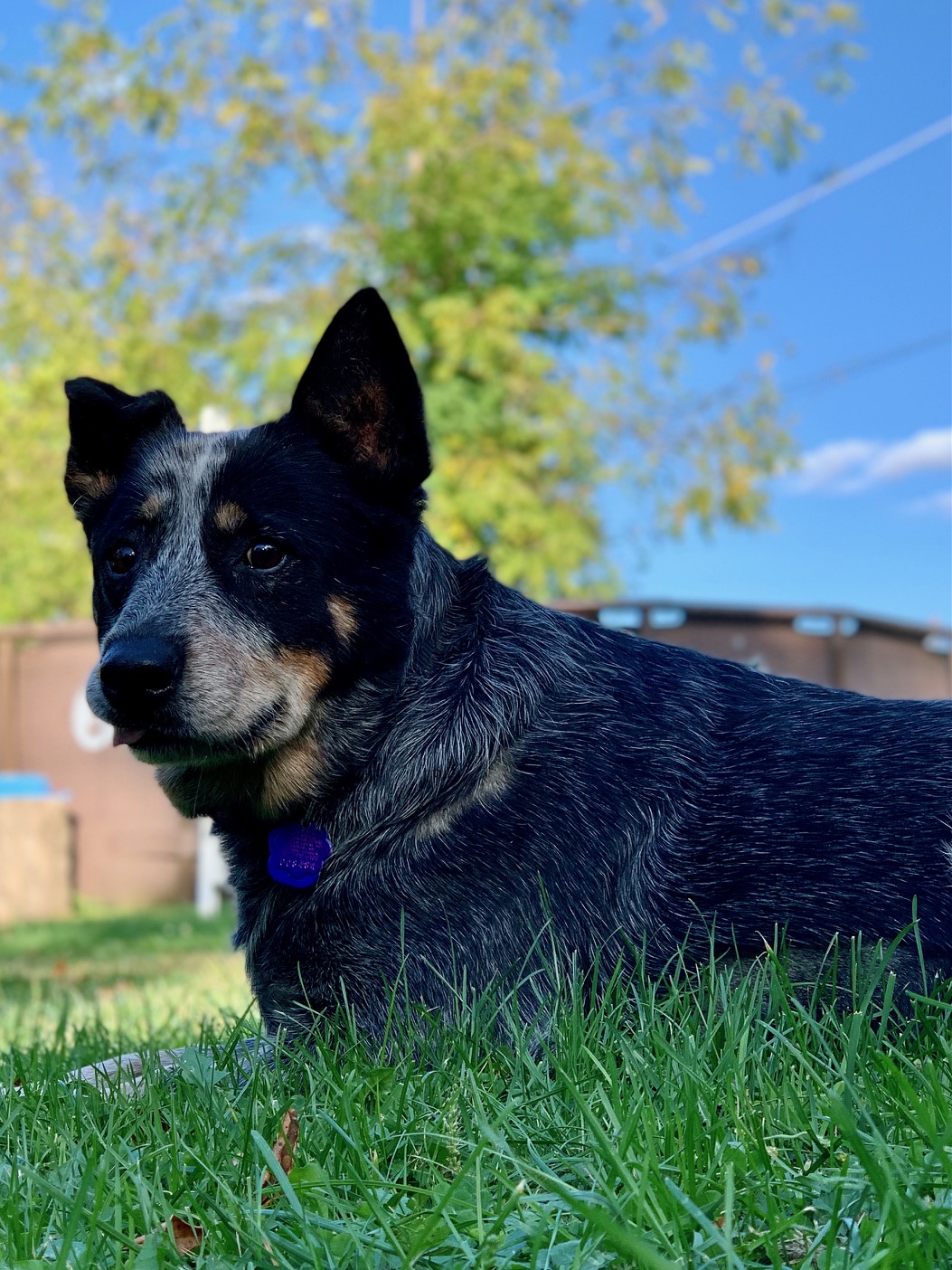 Dog laying in grass