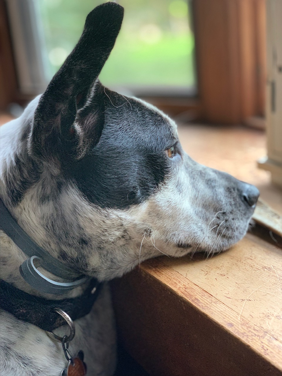 dog looking out window