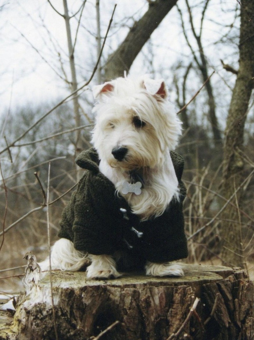 White dog in dark green jacket