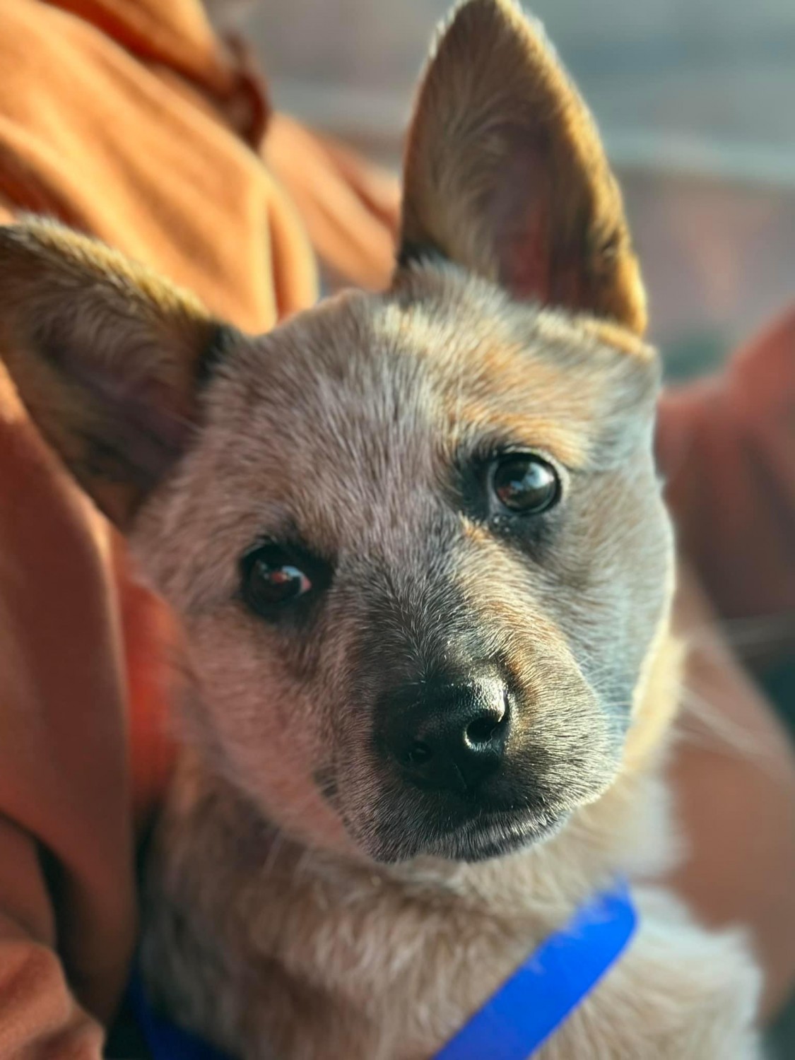 Wrennie Roux - Red Heeler puppy